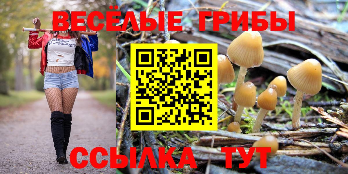 Саянск  Галлюциногенные грибы Psilocybine cubensis  Вход с VPN 